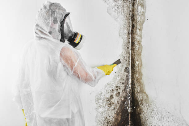 Best Mold Remediation for Schools in Darrington, WA