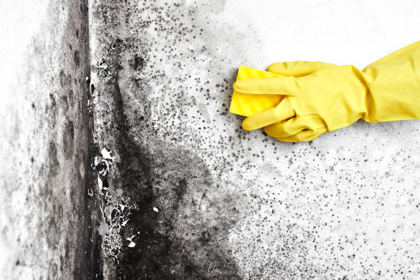 Best Insurance-Related Mold Remediation in Darrington, WA