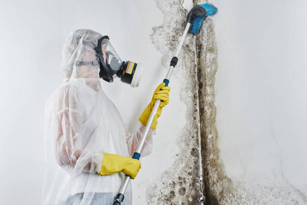 Best Kitchen Mold Remediation in Darrington, WA