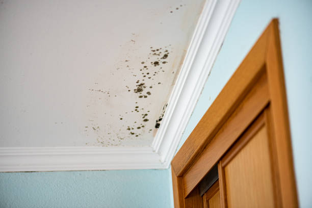 Best Commercial Mold Remediation in Darrington, WA