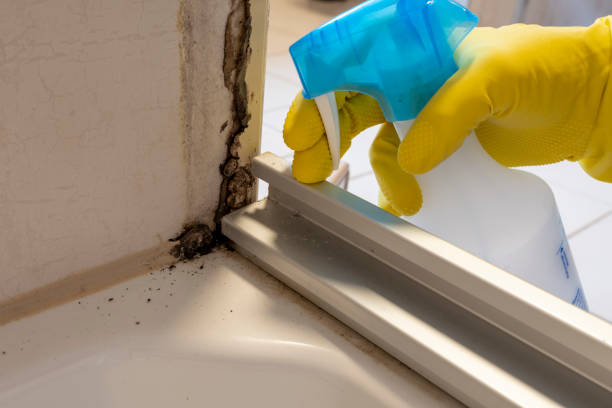 Best Localized Mold Remediation (e.g., coastal areas, humid climates) in Darrington, WA