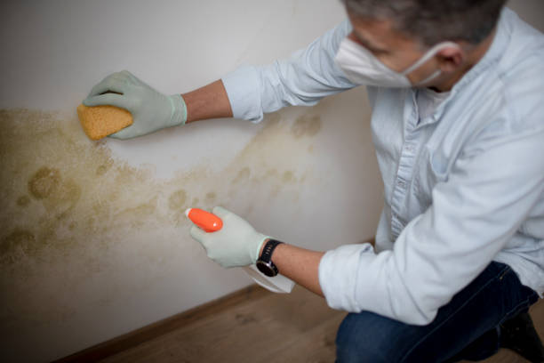 Best Residential Mold Remediation in Darrington, WA