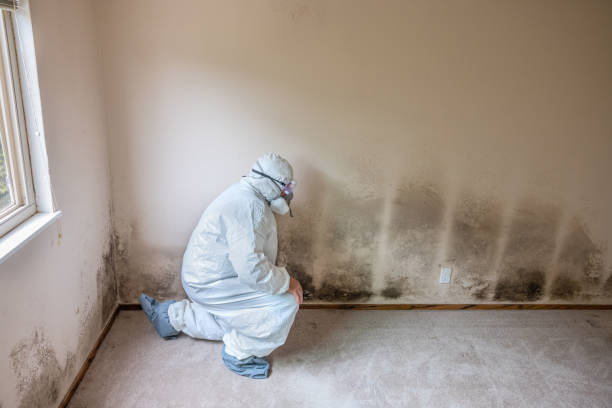 Best Post-Flood Mold Remediation in Darrington, WA