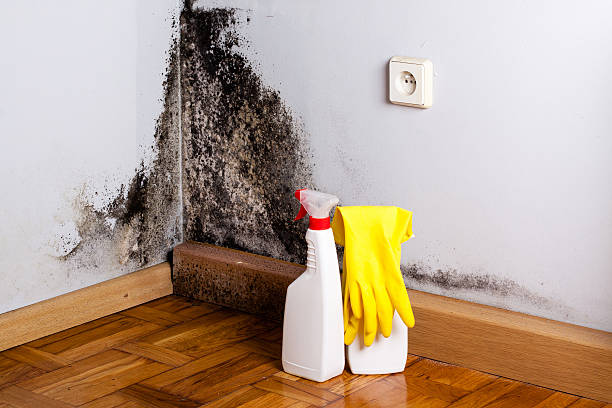 Best White Mold Remediation in Darrington, WA